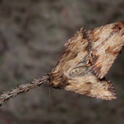 Apamea crenata (šedavka lemovaná), PP Prameniště Pohořského potoka