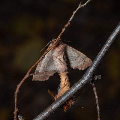 Colotois pennaria (zejkovec pozdní), Žebětín