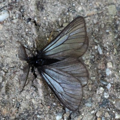 Penthophera morio (smutník jílkový), NPR Čertoryje