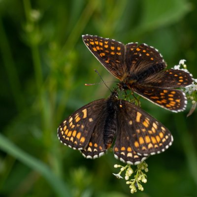 Melitaea athalia (hnědásek jitrocelový), SK, Štôla