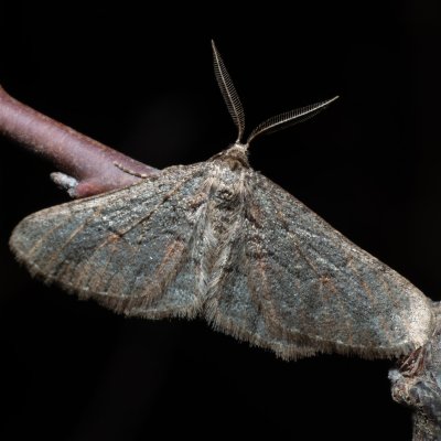 Agriopis bajaria (tmavoskvrnáč třešňový), PR Kamenný vrch