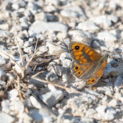 Lasiommata megera (okáč zední), HR, Pula