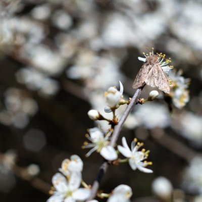 Cerastis rubricosa (osenice jarní), PR Kamenný vrch