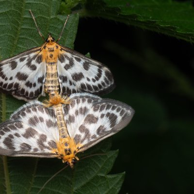 Anania hortulata (zavíječ zahradní), PP Prameniště Pohořského potoka