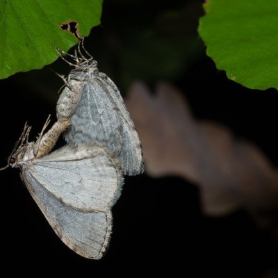 Epirrita sp., Žebětín