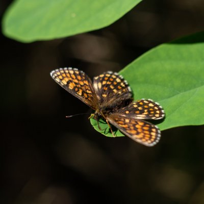 Melitaea athalia (hnědásek jitrocelový), PR Kamenný vrch