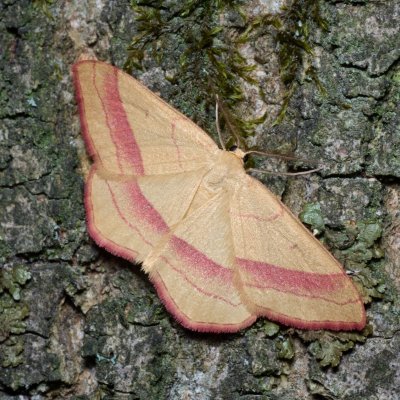 Rhodostrophia vibicaria (žlutokřídlec janovcový), Augšperský potok