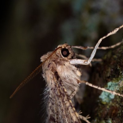 Agriopis marginaria (tmavoskvrnáč habrový), Žebětín