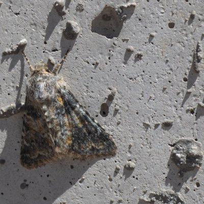 Hadena luteocincta (-), IT, Anterselva, Jižní Tyrolsko