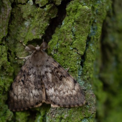 Lymantria dispar (bekyně velkohlavá), Žebětín