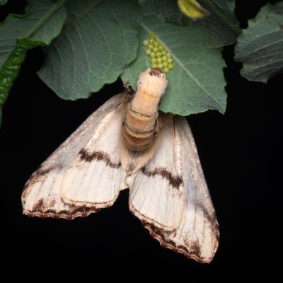 Phalera bucephala (vztyčnořitka lipová), PP Pohoří na Šumavě