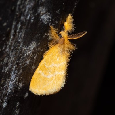 Euproctis sp., TH, Khao Sok