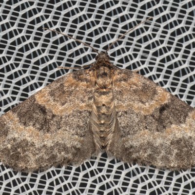 Pterapherapteryx sexalata (šedokřídlec vrbový), PP Pohoří na Šumavě