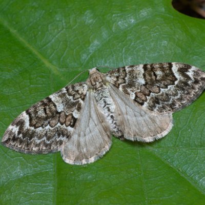 Thera sp., Devět křížů