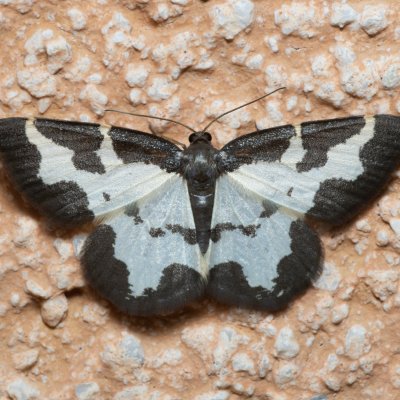 Lomaspilis marginata (skvrnopásník lískový), IT, Kuens, Jižní Tyrolsko