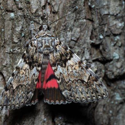 Catocala promissa (stužkonoska úzkopásá), Žebětín