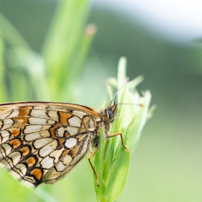 Melitaea athalia (hnědásek jitrocelový), Kývalka