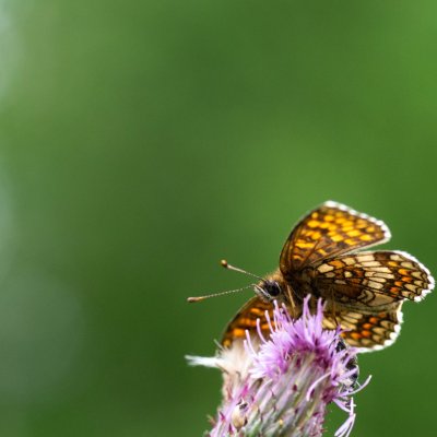 Melitaea athalia (hnědásek jitrocelový), SK, Štôla