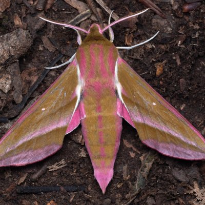 Deilephila elpenor (lišaj vrbkový), NPP Jeskyně Pekárna