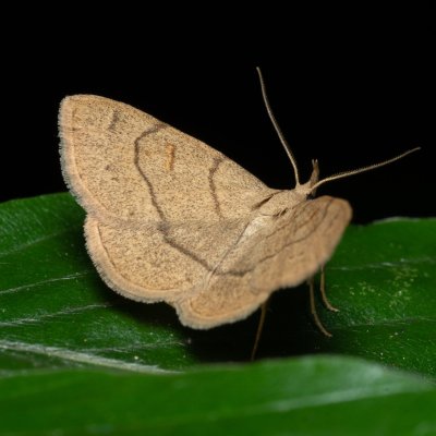 Paracolax tristalis (žlutavka hnědočárná), Augšperský potok