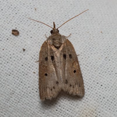 Nycteola revayana (můrka listová), PP Kavky