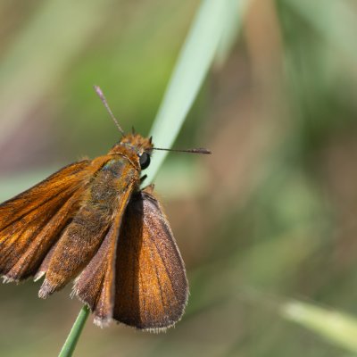 Thymelicus acteon (soumračník žlutoskvrnný), GR, Ano Garounas, Korfu