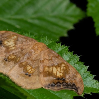 Sabra harpagula (srpokřídlec lipový), Podkomorské lesy, Kopeček