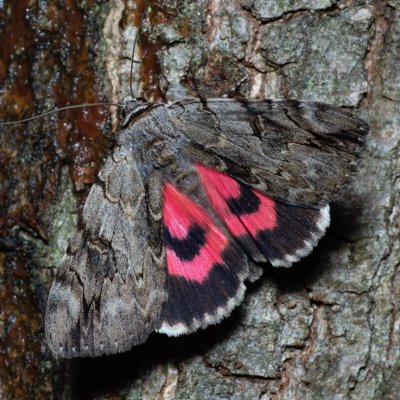 Catocala electa (stužkonoska vrbová), Žebětín