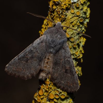 Orthosia populeti (jarnice topolová), Hády - odkaliště