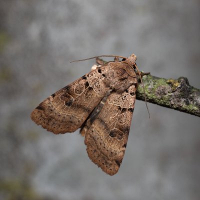 Eugnorisma depuncta (osenice tečkovaná), Hády - odkaliště
