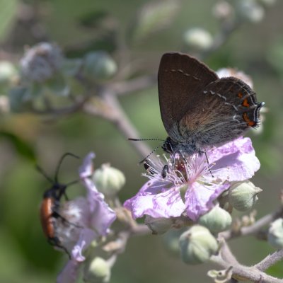Satyrium ilicis (ostruháček česvinový), GR, Makrades, Korfu