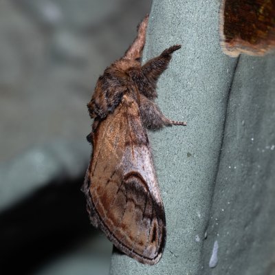 Notodonta ziczac (hřbetozubec vrbový), Kývalka