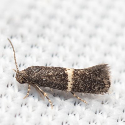 Elachista sp., Čebín - bývalý lom