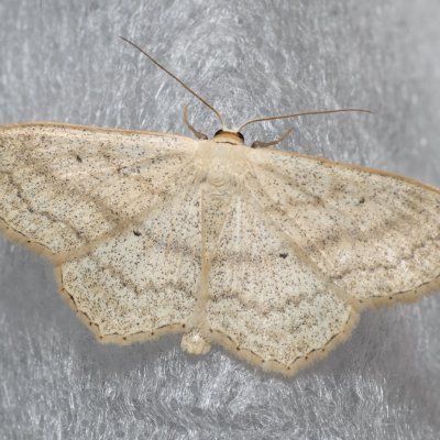 Scopula nigropunctata (vlnopásník jitrocelový), SK, Štôla