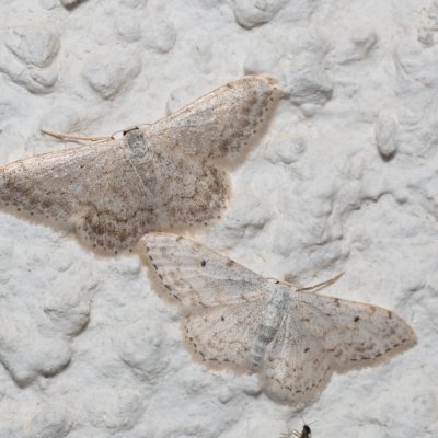 Idaea camparia (-), HR, Jablanac