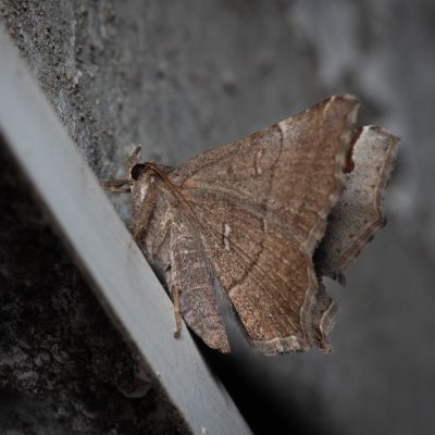 Zethes insularis (-), HR, Jablanac