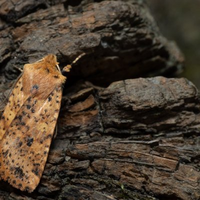 Conistra rubiginea (zimovnice rezavá), Kamenný vrch