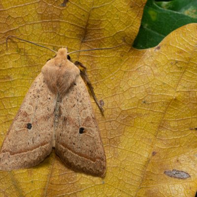 Agrochola macilenta (polnice buková), Kamenný vrch
