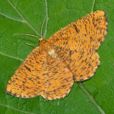 Angerona prunaria (zejkovec trnkový), NS Bučín