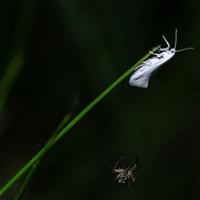Elachista argentella (trávníček stříbrný), Kývalka