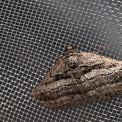 Rhoptria asperaria (-), GR, Arakli, Korfu