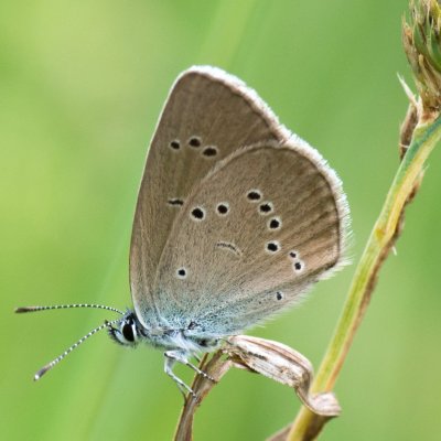 Cyaniris semiargus (modrásek lesní), SK, Štôla