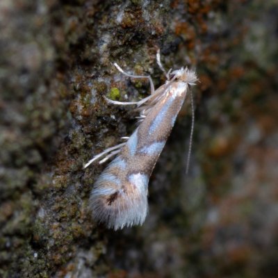 Phyllonorycter sp., Augšperský potok