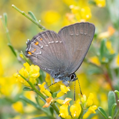 Satyrium ilicis (ostruháček česvinový), GR, Arakli, Korfu