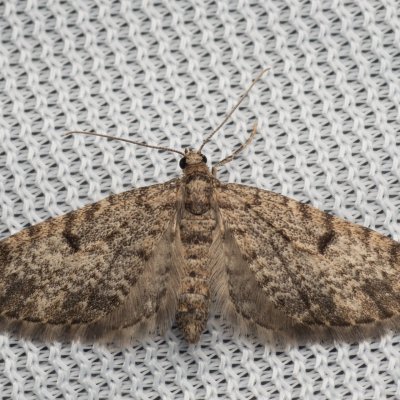 Eupithecia tantillaria (píďalička borová), PR Pavlovské mokřady