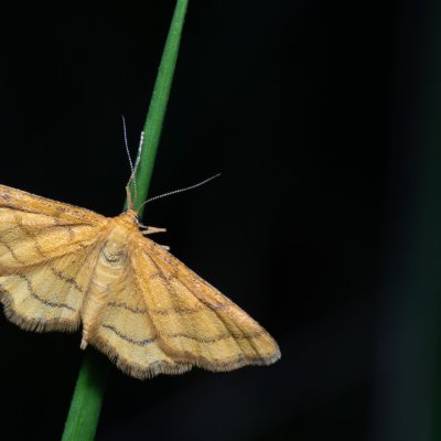 Idaea aureolaria (žlutokřídlec zlatožlutý), NPP Pouzdřanská step - Kolby