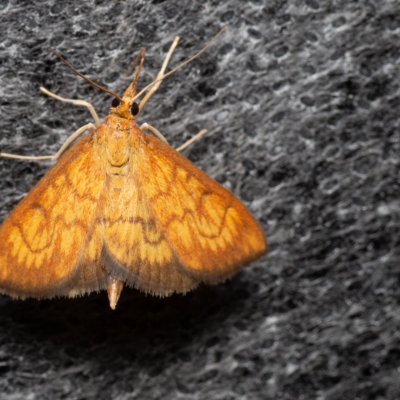 Ecpyrrhorrhoe rubiginalis (-), Žebětín