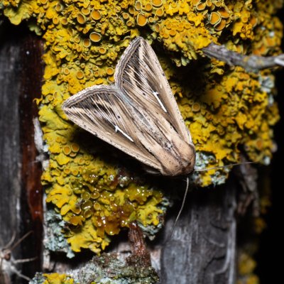 Mythimna l-album (plavokřídlec bílé L), Bratčice