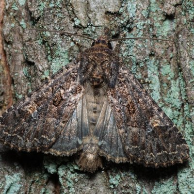 Apamea furva (šedavka temná), Žebětín