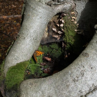 Nymphalis polychloros (babočka jilmová), Jelení žlíbek